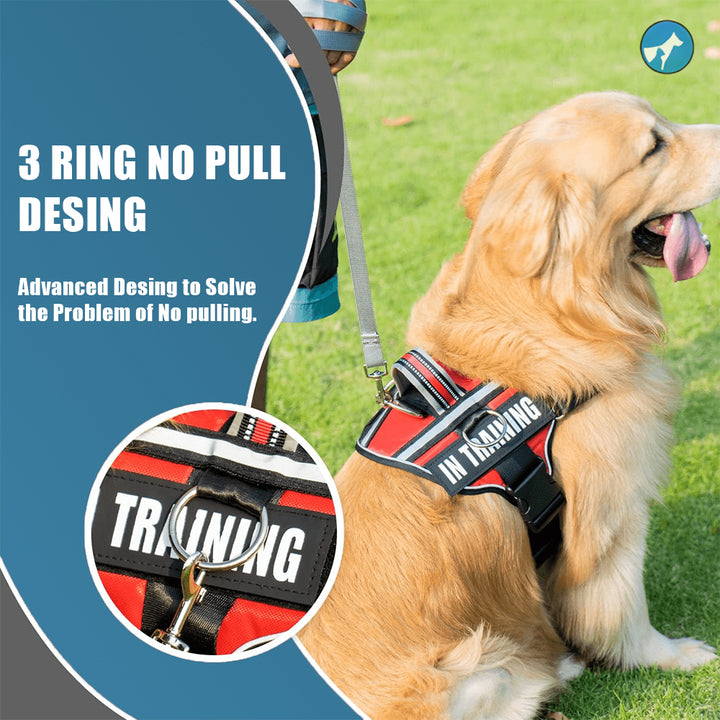 Personalized Dog Harness