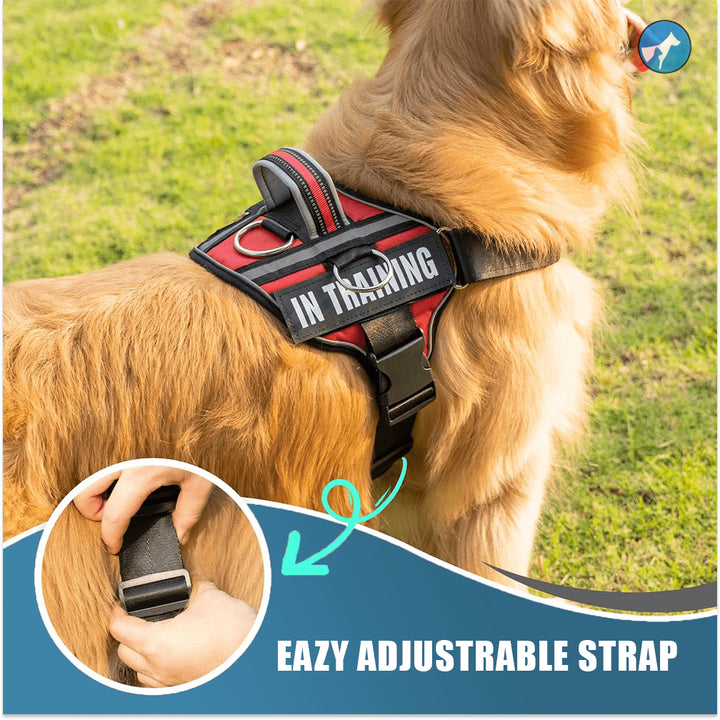 Personalized Dog Harness